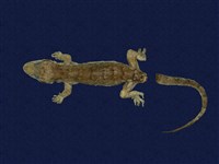 藏品(無疣蝎虎)的圖片